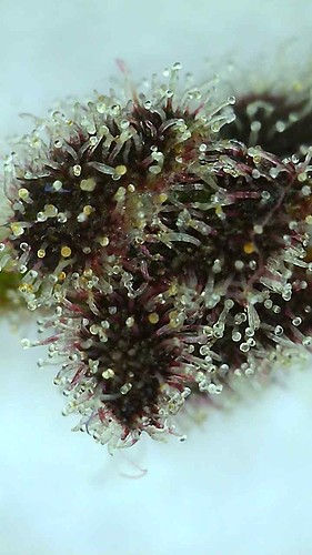 Growreport Bild 2