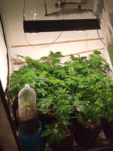 Growreport Bild 46