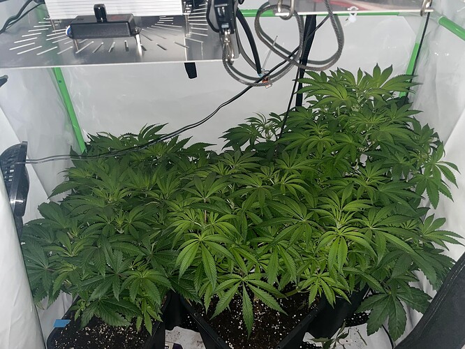 Growreport Bild 3