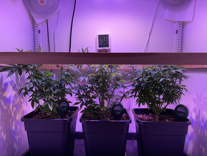 Growreport Bild 1