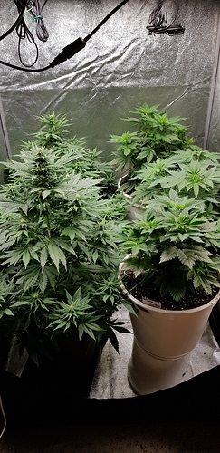 Growreport Bild 9