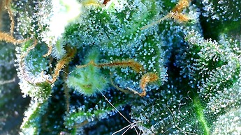 Growreport Bild 9