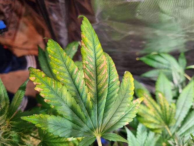 Growreport Bild 1