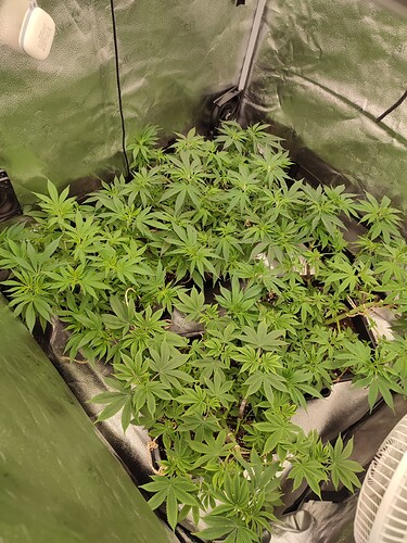 Growreport Bild 15