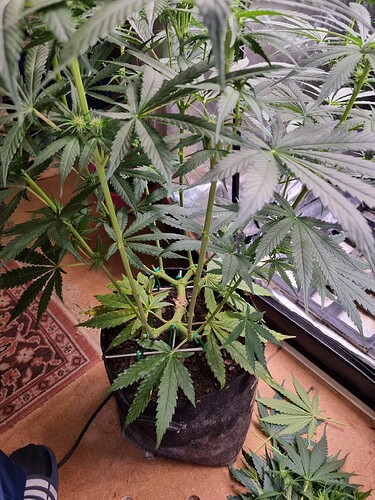 Growreport Bild 1