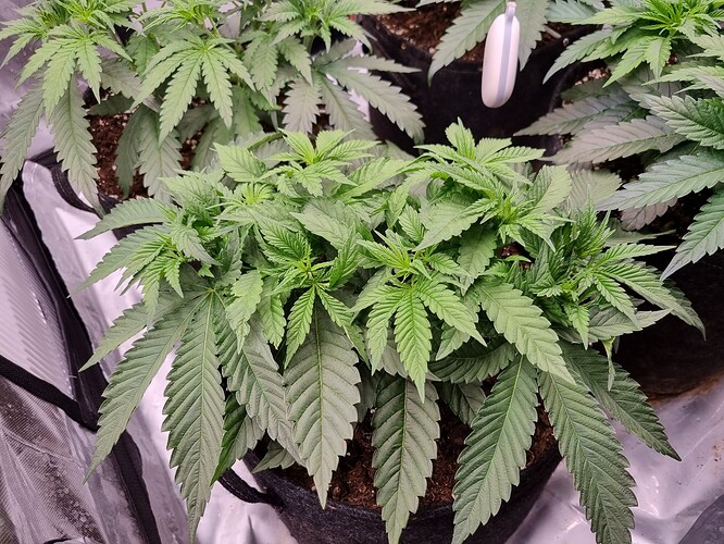 Growreport Bild 14