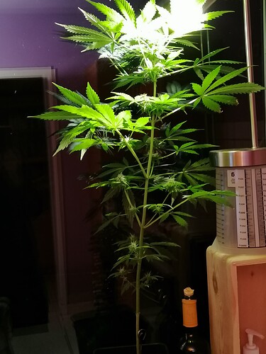 Growreport Bild 3