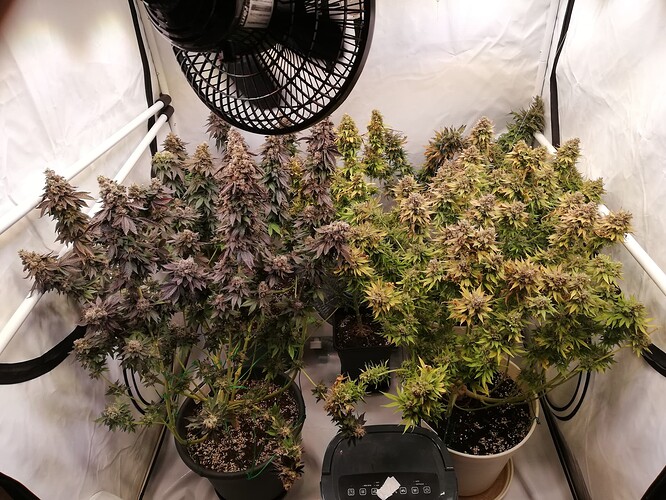 Growreport Bild 5