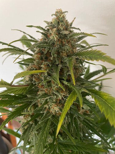 Growreport Bild 23