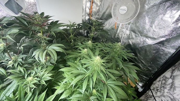 Growreport Bild 3