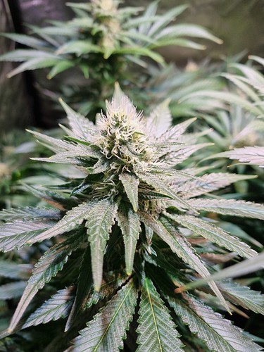 Growreport Bild 21