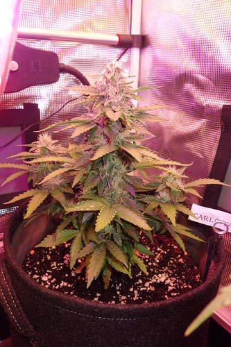 Growreport Bild 45
