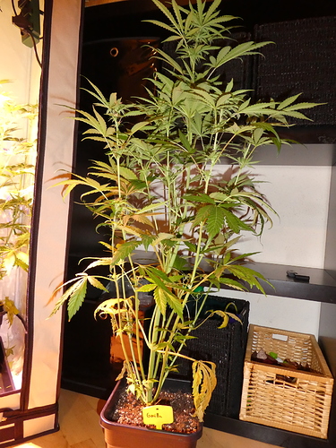 Growreport Bild 3