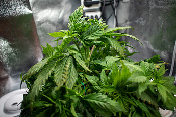 Growreport Bild 14