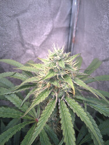 Growreport Bild 8