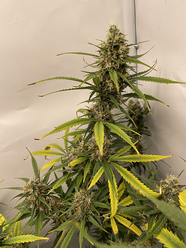 Growreport Bild 2