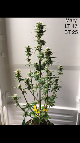 Growreport Bild 5