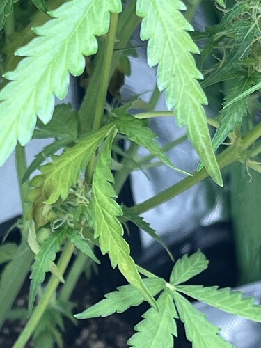 Growreport Bild 12