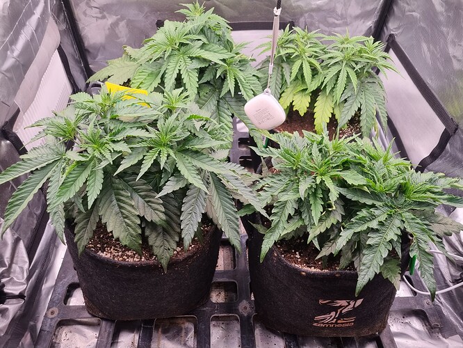 Growreport Bild 21