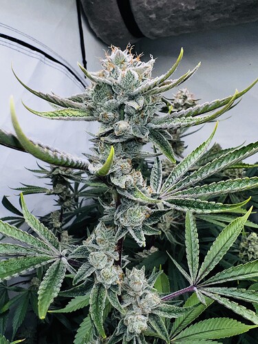 Growreport Bild 10