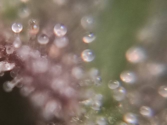 Growreport Bild 12
