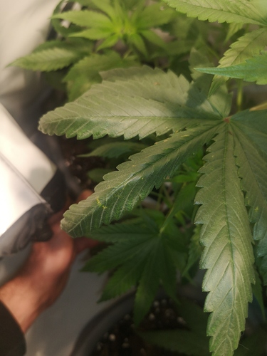Growreport Bild 4
