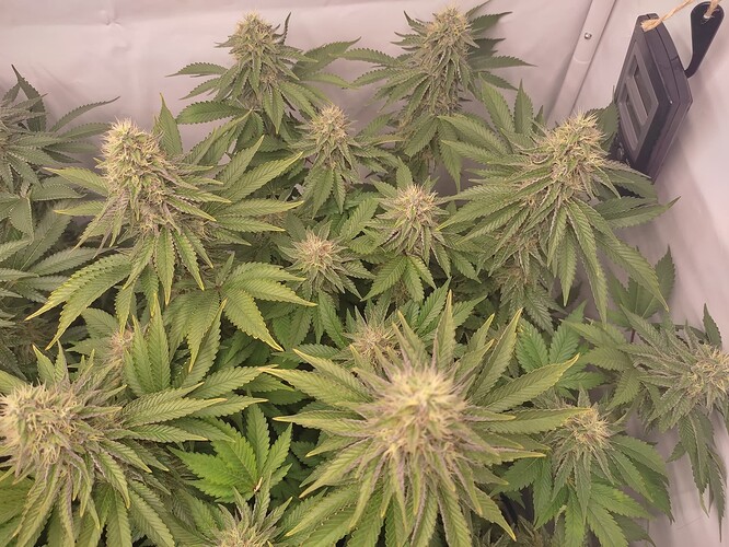 Growreport Bild 14