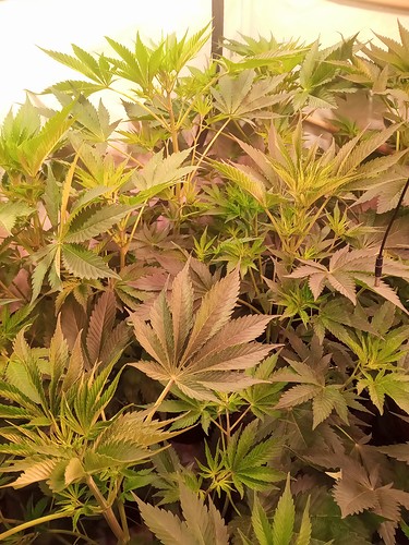 Growreport Bild 51