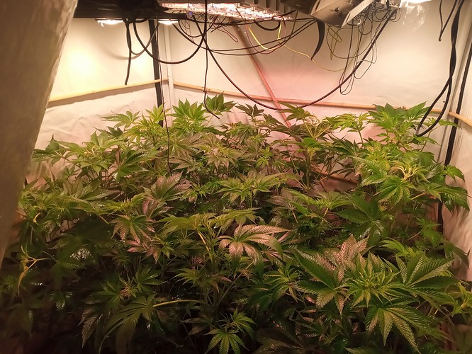 Growreport Bild 56