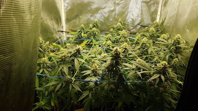 Growreport Bild 6