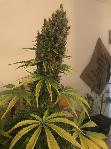 Growreport Bild 33