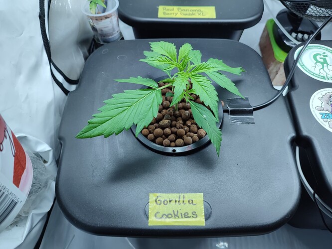 Growreport Bild 20