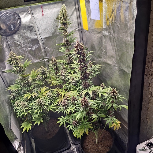 Growreport Bild 1