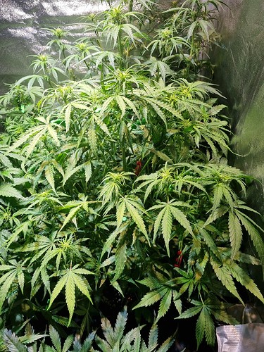 Growreport Bild 19