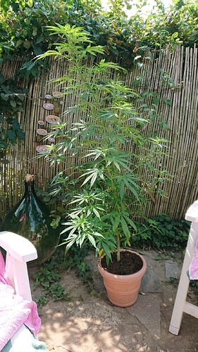 obscura1659098816316