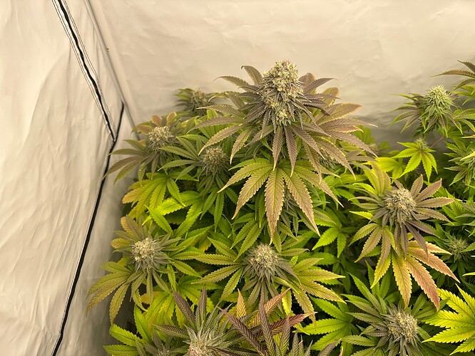 Growreport Bild 17