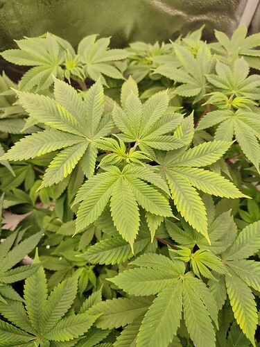 Growreport Bild 2