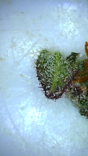 Growreport Bild 44