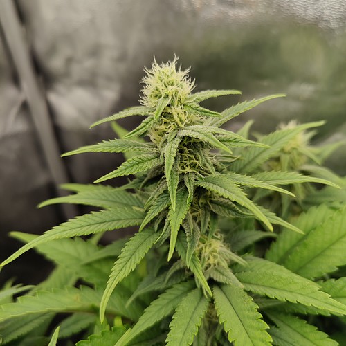 Growreport Bild 15