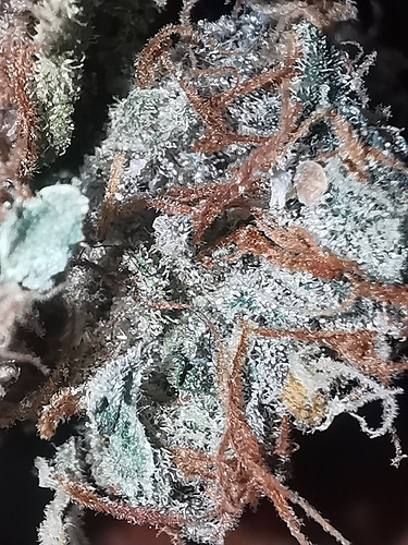 Growreport Bild 3