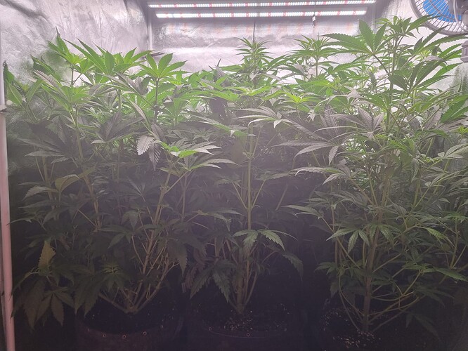 Growreport Bild 45