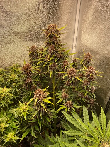 Growreport Bild 6