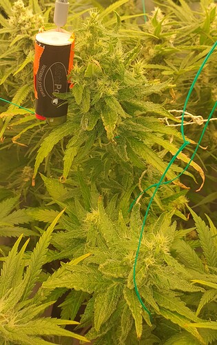 Growreport Bild 4