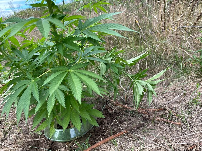 Growreport Bild 28