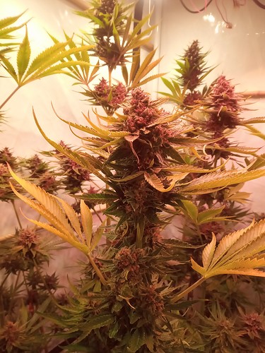 Growreport Bild 38
