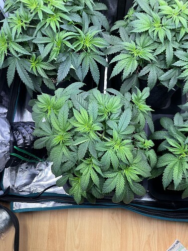 Growreport Bild 12