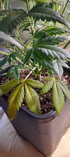 Growreport Bild 3