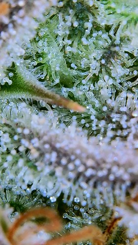 Growreport Bild 7