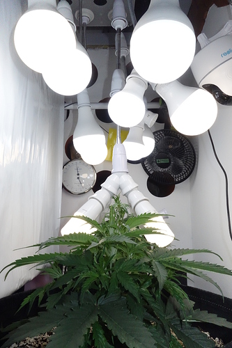 Growreport Bild 9