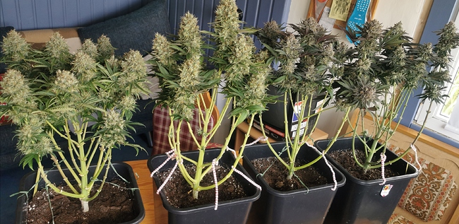 Growreport Bild 1